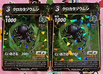 バラ売り可能　カタゾウムシセット　昆虫　標本　虫 バラ売り可能 カタゾウムシセット 昆虫 標本 虫 カタゾウムシ 標本