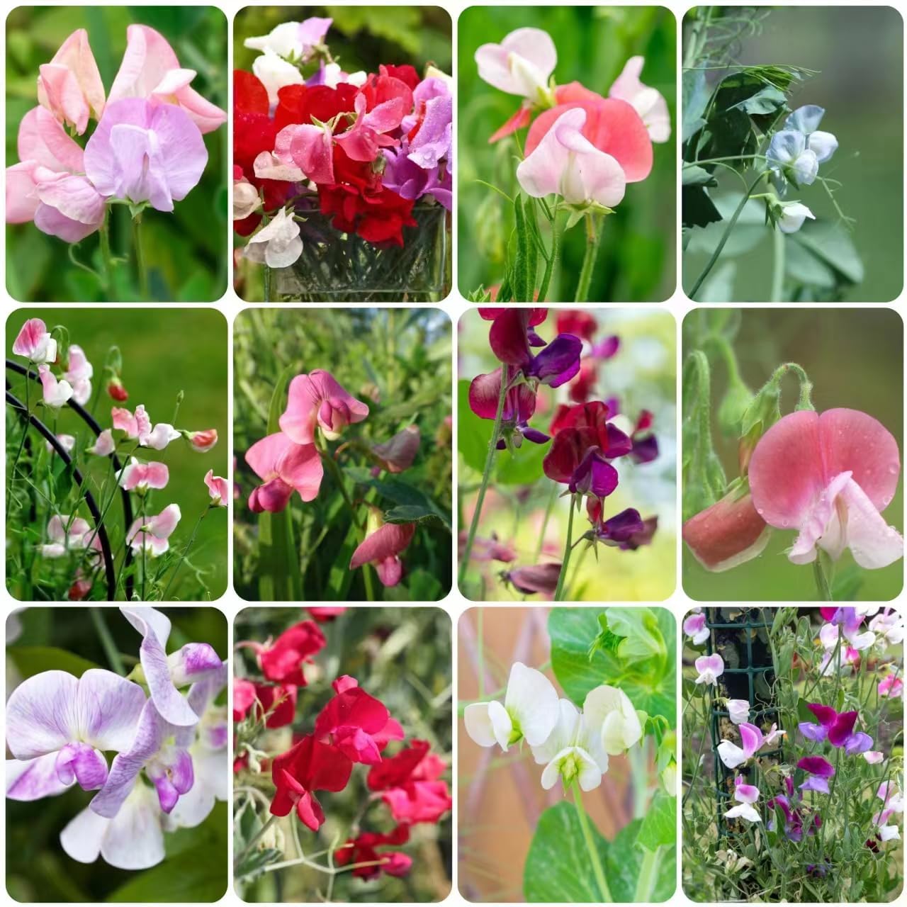 150 pcs winterharte wicken pflanze samen - bienen wiese wildblumensamen  mehrjhrig winterhart duftwicke Edelwicken Edelwicke,Lathyrus odoratus,  bienenwiese saatgut mehrjhrig : Amazon.de: Garten