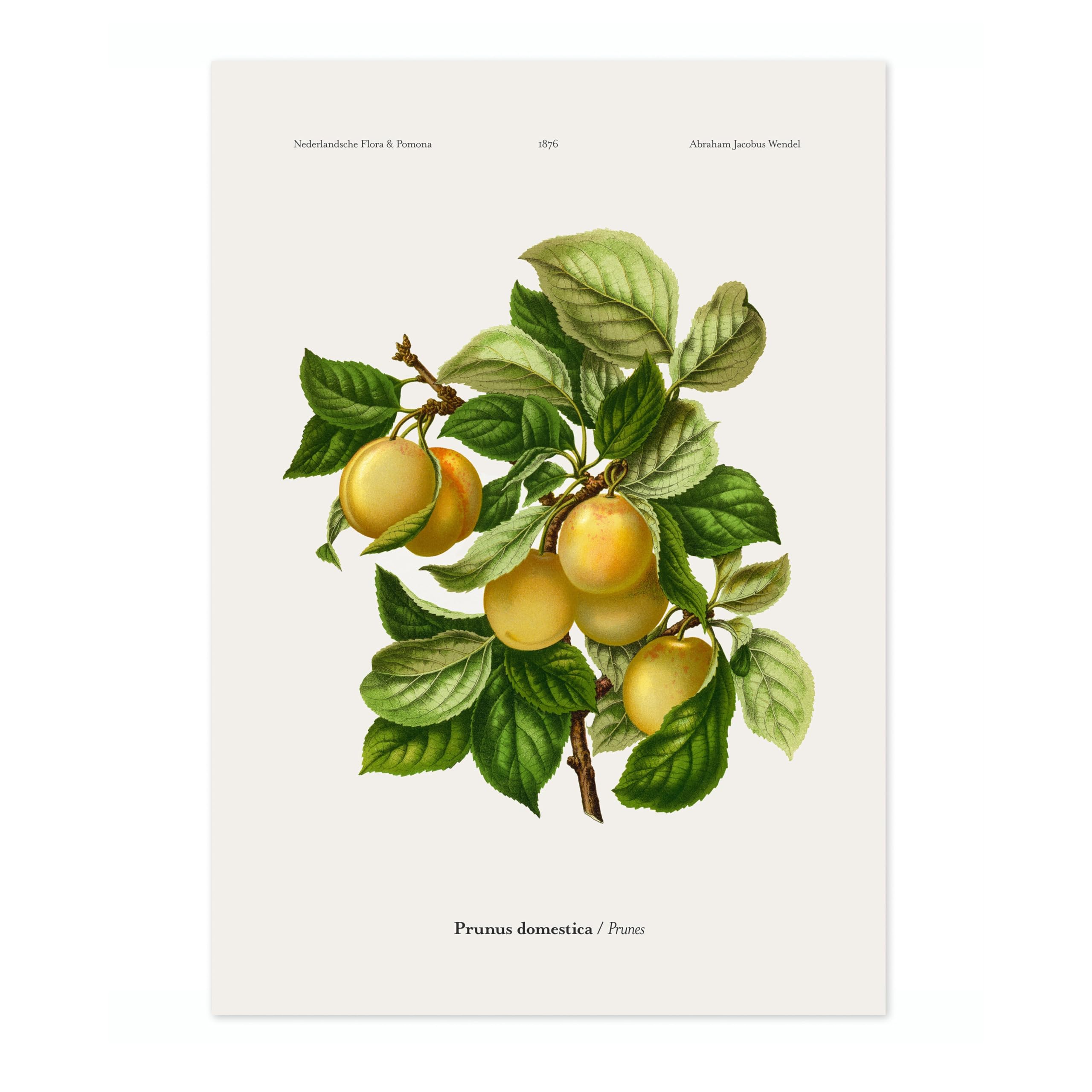 Prunes A, J, Wendel Poster, Vintage Botanical Prints, Encyclopedia Retro Fruit Illustration Wall Art Plants, Kitchen Home Decor, A5 (Print Only) - 21x14.8cm