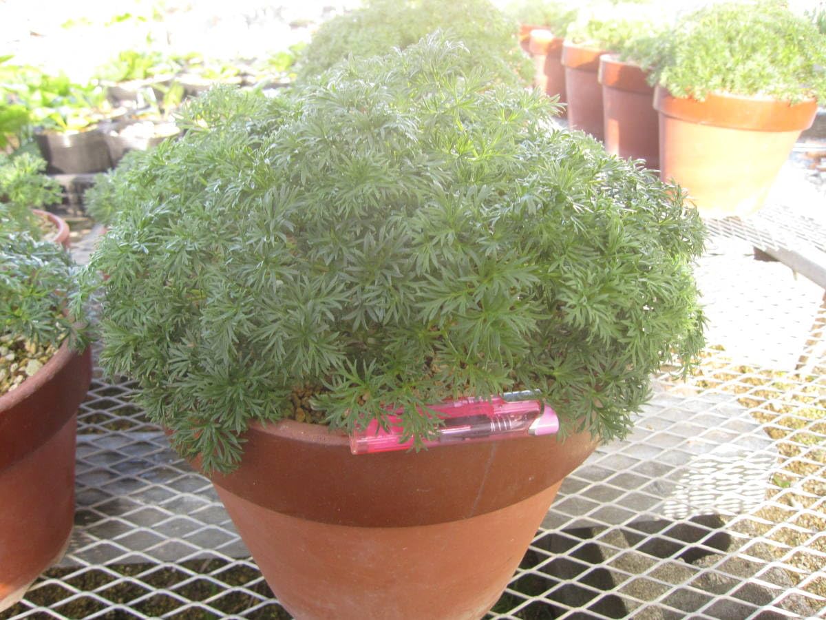 Amazon.co.jp: 北海道限定 山野草 カタオカソウ 超大株 A