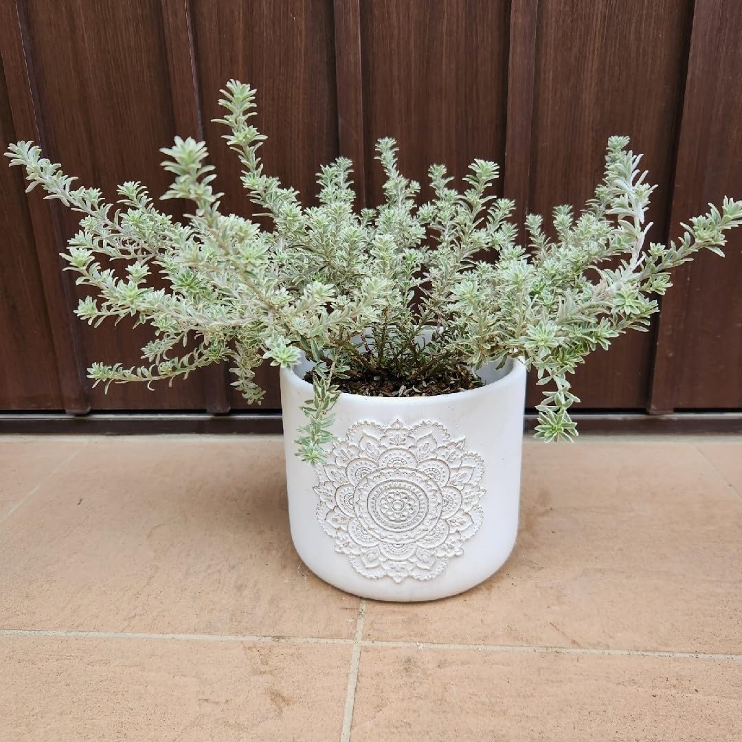 多肉植物・サボテン販売～PICO庵～ / フェロカクタス属 フェロカクタス