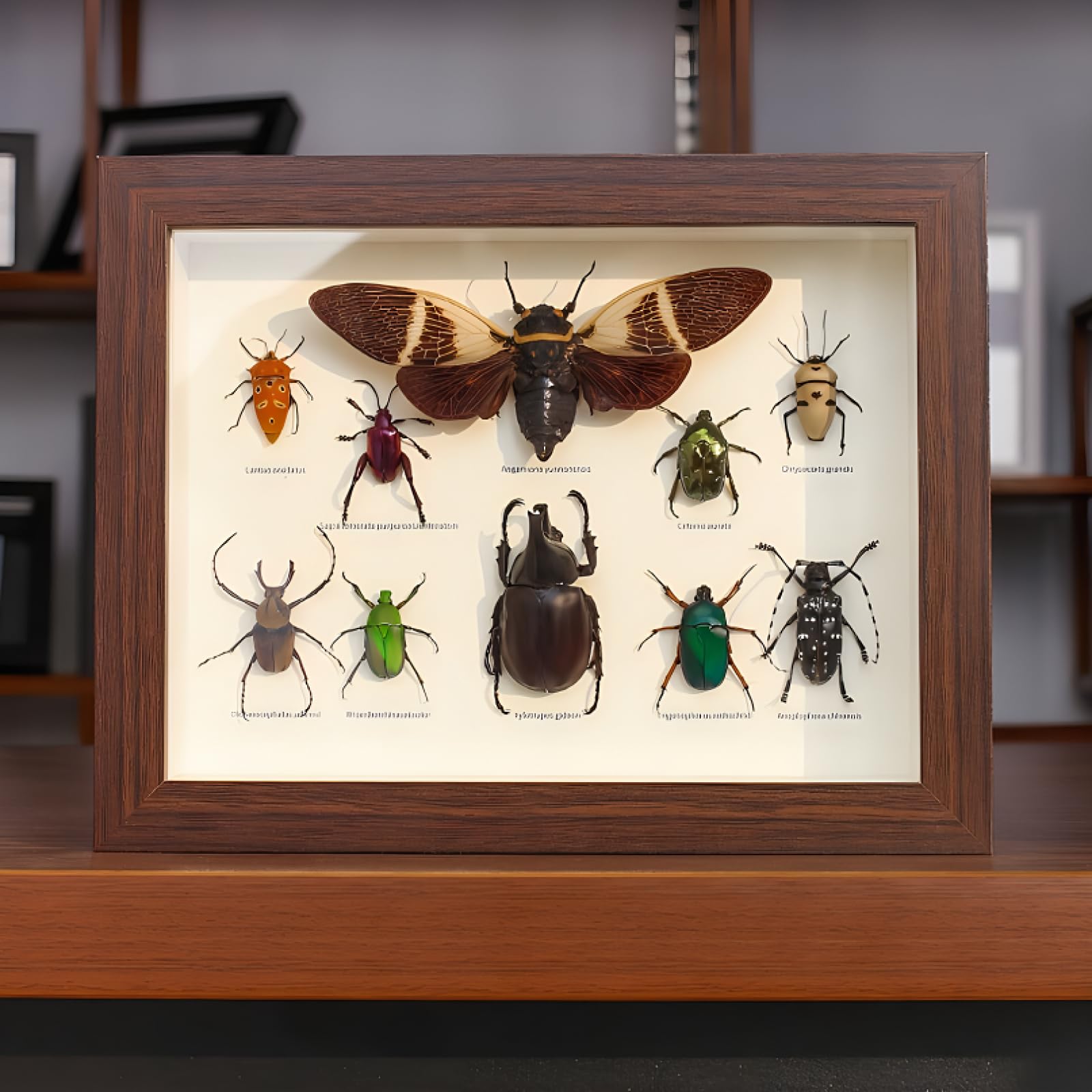 DRXRD Taxidermia de Insectos Mixtos para Decoración de Pared, Vitrina de Insectos Reales con Caja de Madera Enmarcada, para Colecciones y Comprensión de la Estructura de los Insectos