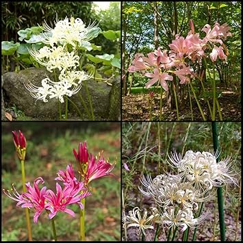 Spinnenlilien Zwiebeln - Lycoris Radiata Für Garten
