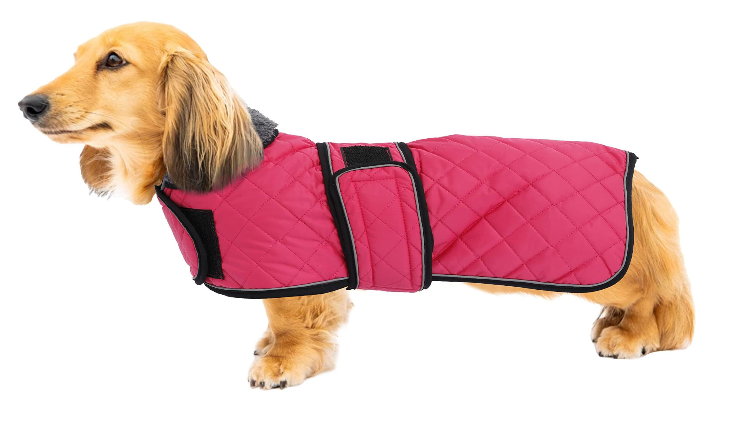 Geyecete Dachshund Coat