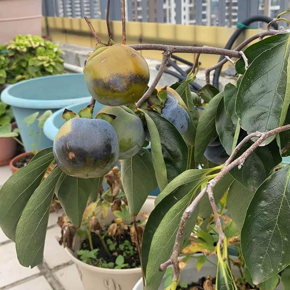 100 Semi Di Cachi (Diospyros Kaki) - Albero Da Frutto, Piante Da Giardino O Bonsai, Biologici E Facili Da Coltivare
