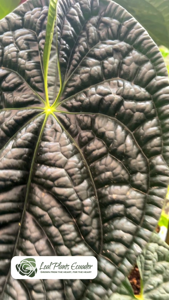 Watch Anthurium Luxurians details on Amazon Live