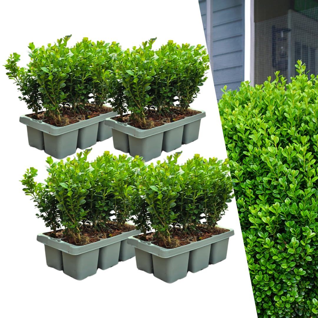 Piante di Buxus, Arbusti Sempreverdi per Siepi, Verde, Set da 24, Ø7 cm