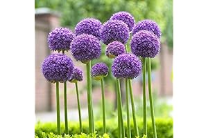 Gladiator Allium - Mammoth Ornamental Onion - Perfect for Late Summer Color
