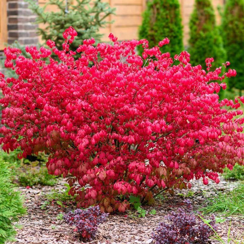 Dwarf Burning Bush Shrub, 12-18" Tall in Gallon Pot, Hardy Ornamental Shrub Live Plant for Outdoor Landscaping