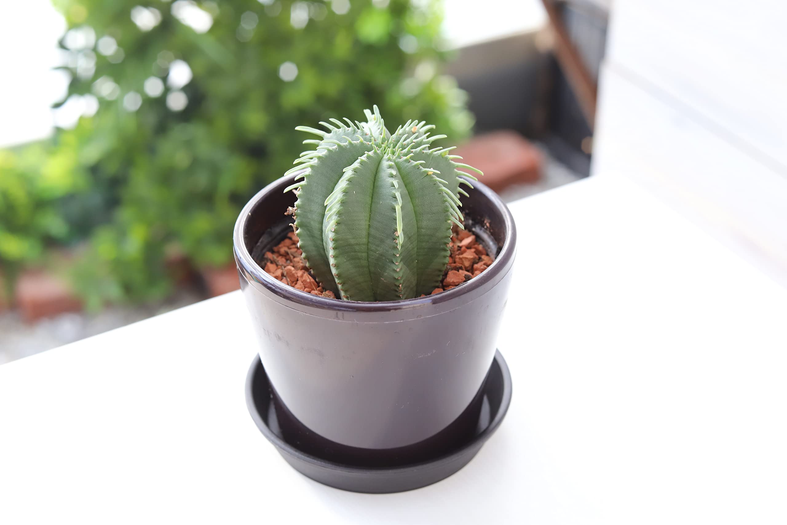 Amazon.co.jp: ×_はなみどり 多肉植物 ユーフォルビア カメレオン