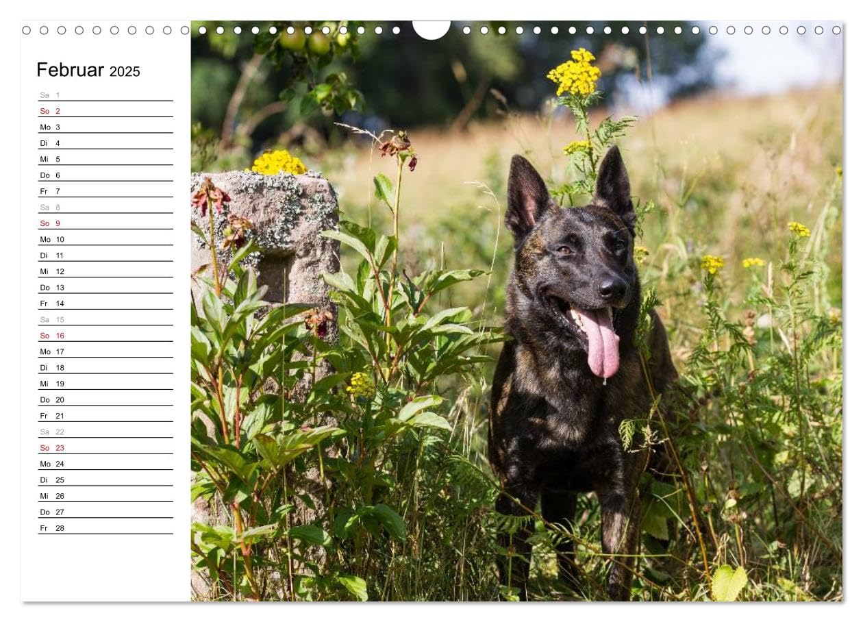 ausdrucksvolle Holländische Schäferhunde (Wandkalender 2025 DIN A3 quer), CALVENDO Monatskalender: Beieindruckend und ausdrucksstark - Holländische Schäferhunde (CALVENDO Tiere)