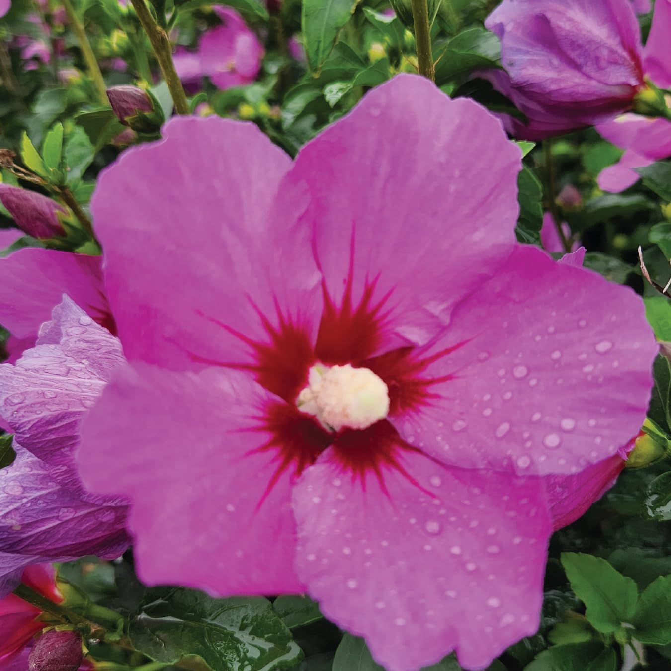 Live Plant from Green Promise Farms - Hibiscus syriacus, Lil' Kim Violet Rose of Sharon #3 Gallon Size Container Purple Flowers