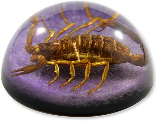 Miniatura 3 de REALBUG 2 1/2 x 1 1/4" Golden Scorpion Dome Pisapapeles Púrpura