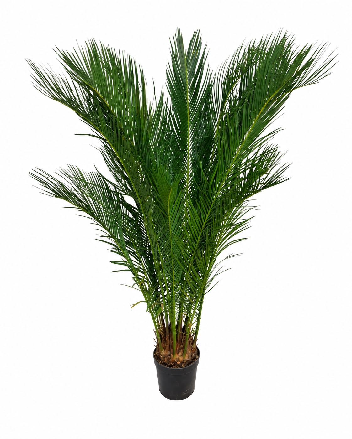 Cycas Revoluta ca. 100 cm – Sagopalme & Palmfarn Zimmerpflanze, exotische Grünpflanze für Wohnzimmer, Büro & Wintergarten, pflegeleicht, dekorative Zimmerpalme mit tropischem Flair