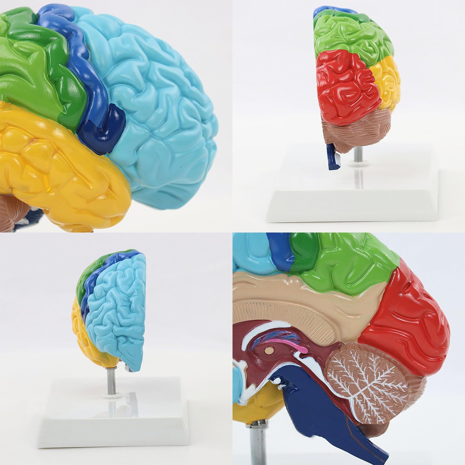 Modelo Anatómico del Hemisferio Derecho 1:1 con Base para Enseñanza | Modelo Cerebro Desmontable para Estudio de Arterias Cerebrales y Herramienta Educativa de Divulgación