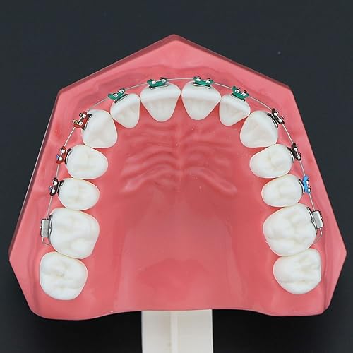 Miniatura 5 de Modelo de ortodoncia Modelos dentales 1:1 Dientes de Typodont estándar Modelo M7010-2 Demostración Enseñar estudio con lazos de ligadura Archwire