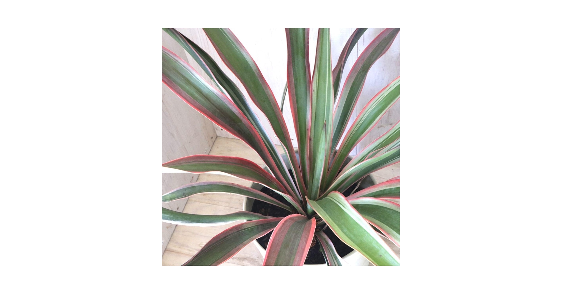 Amazon.co.jp: 立派 ユッカ グロリオサ バリエガータ 6寸鉢 : ホーム