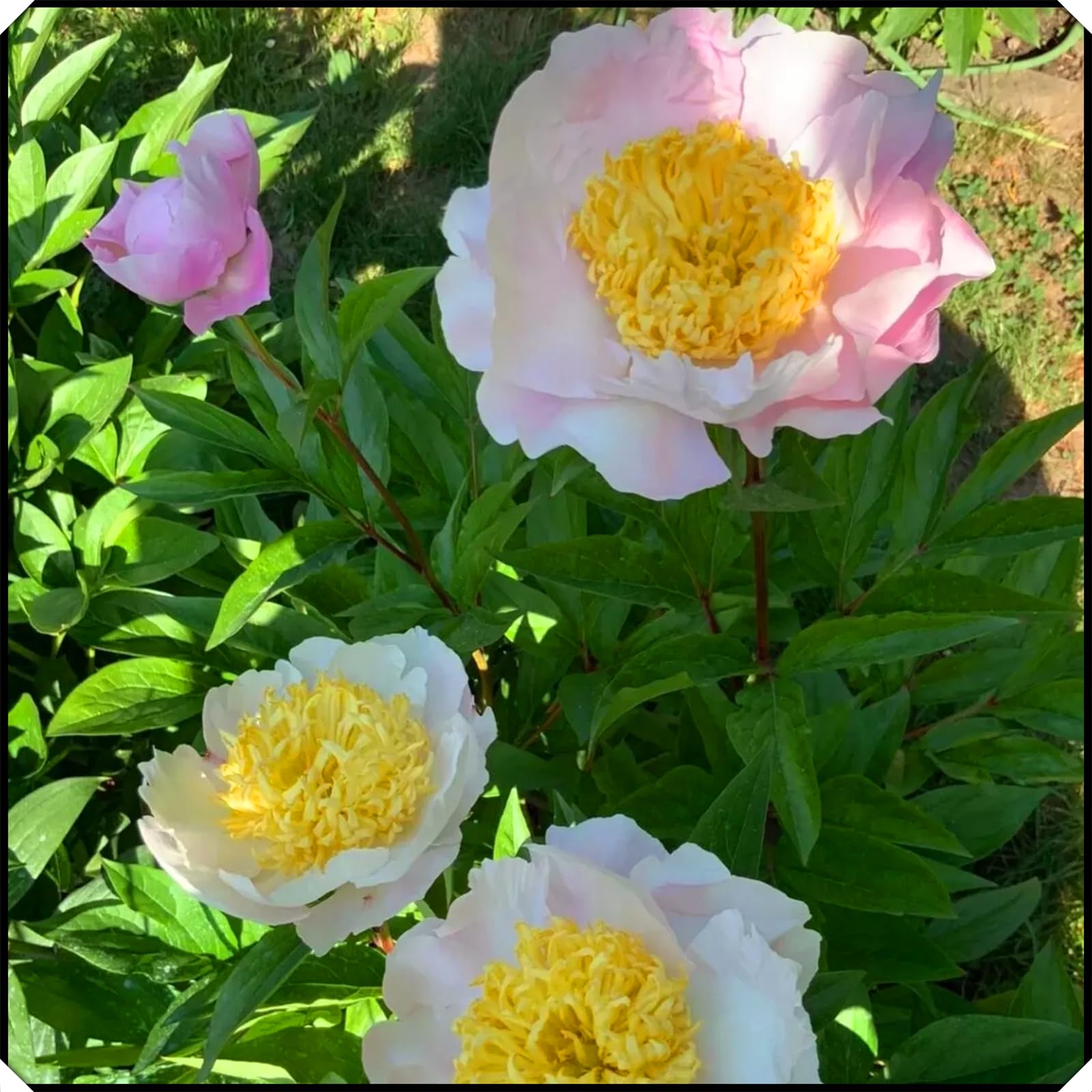 Hardy,Beautiful Peony Bulbs,Perennial,Professional for Brilliant Garden Displays-3 Bulbs-C
