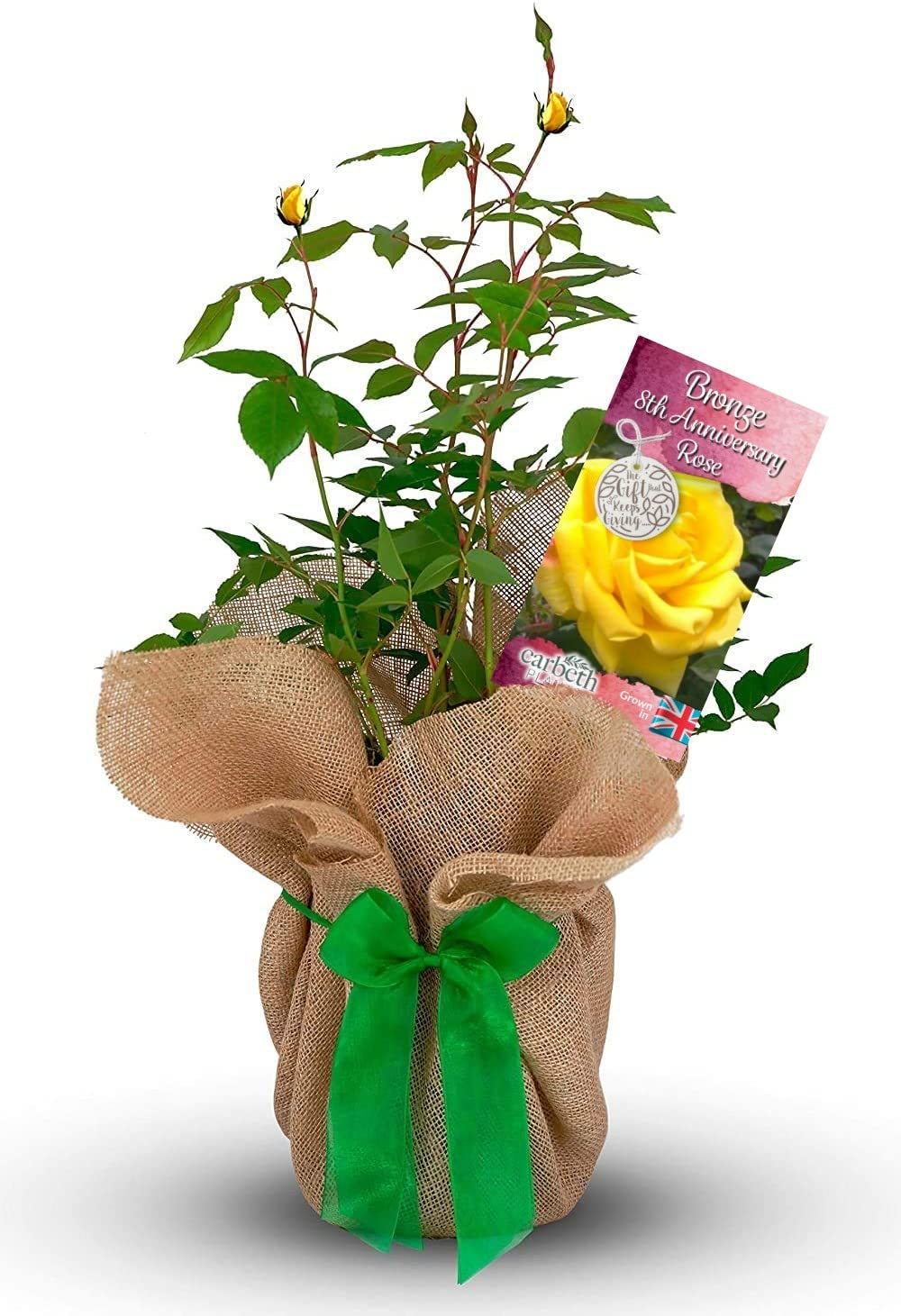 Carbeth Plants Bronze Wedding Rose 8Th Anniversary Rose Bush Gift Wrapped Bronze Anniversary Rose from B&Q
