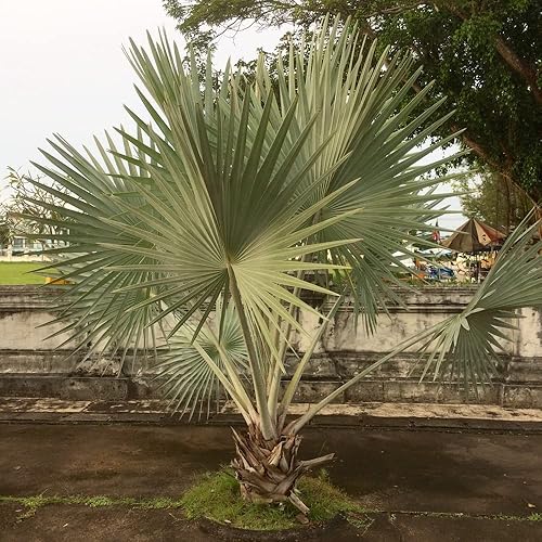 Miniatura 2 de Semillas de palma King para plantar - 5 semillas