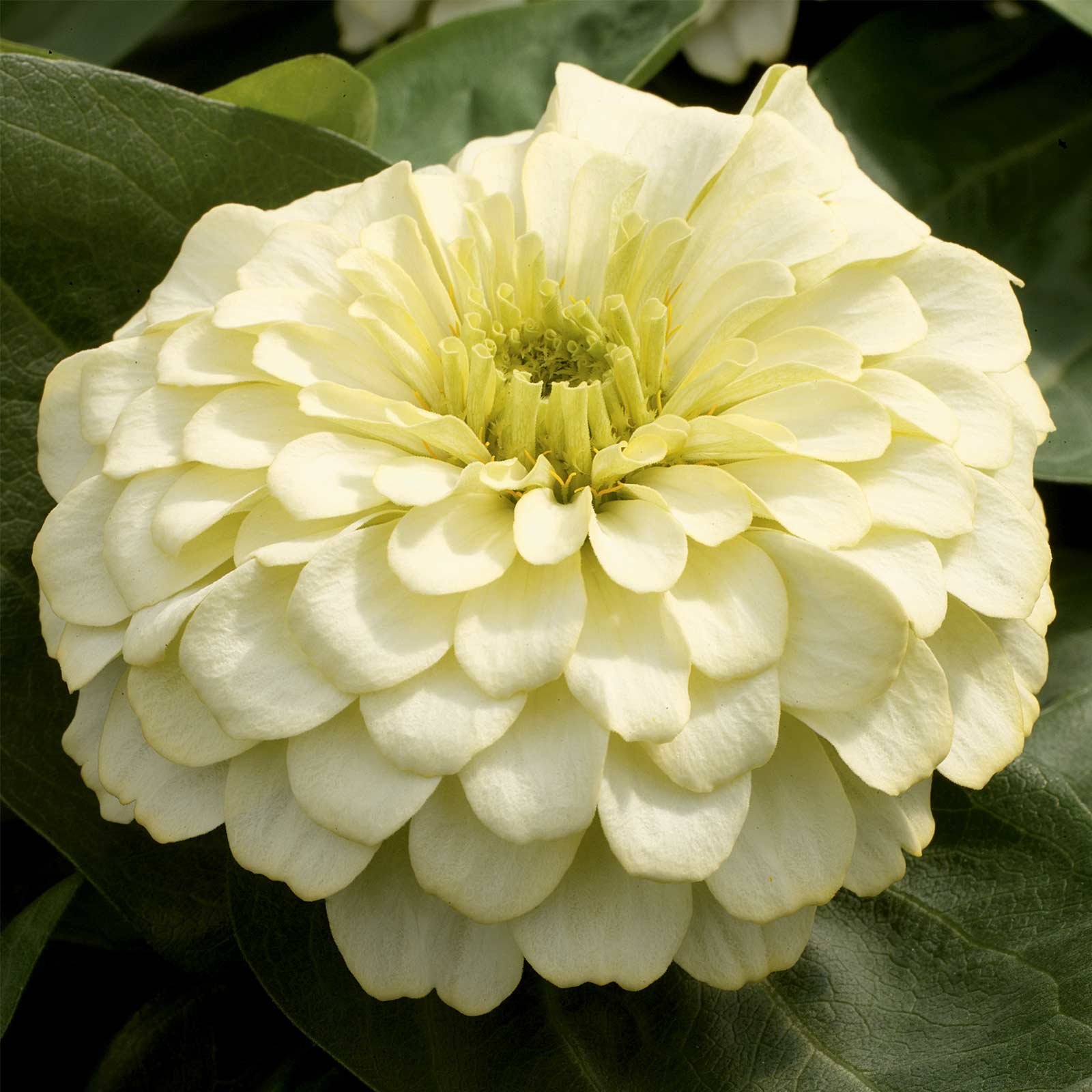 Amazon.com : Zinnia Flower Garden Seeds - Magellan Series - Ivory