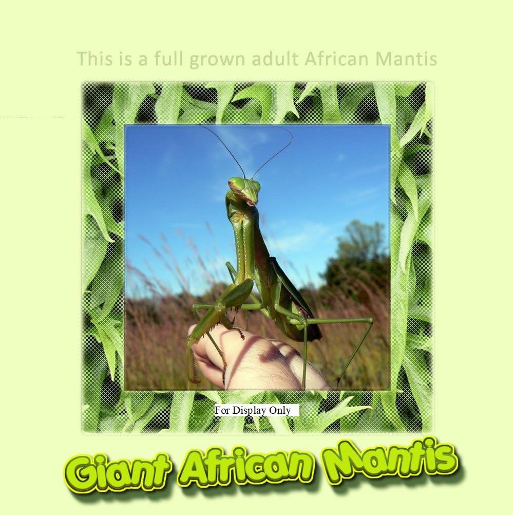 TANFENJRLIVE Praying Mantis