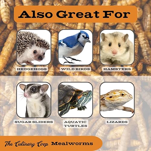 Miniatura 8 de Fluker's Culinary Coop Premium - Golosinas de pollo, gusanos de la harina, 3.5 onzas, gusano alto en proteínas, golosina nutritiva