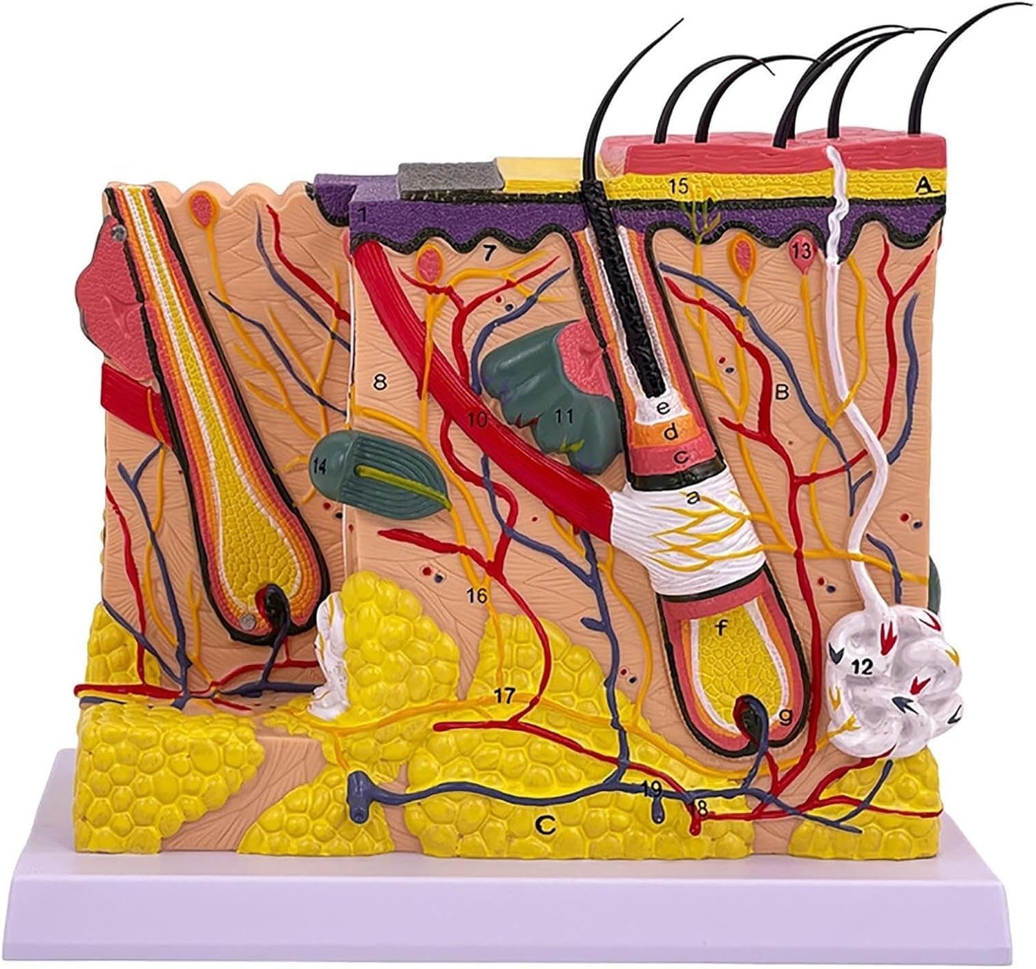 Model anatomiczny skóry, odłączalny mieszek włosowy, powiększony 70x model skóry, model struktury skóry do celów szkoleniowych, model medyczny do celów edukacyjnych.