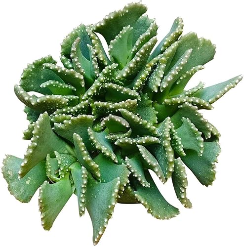 Planta de joya gigante de 4 pulgadas, suculenta saludable, rara e inusual, viva de fácil cuidado, planta interior de casa, totalmente arraigada en