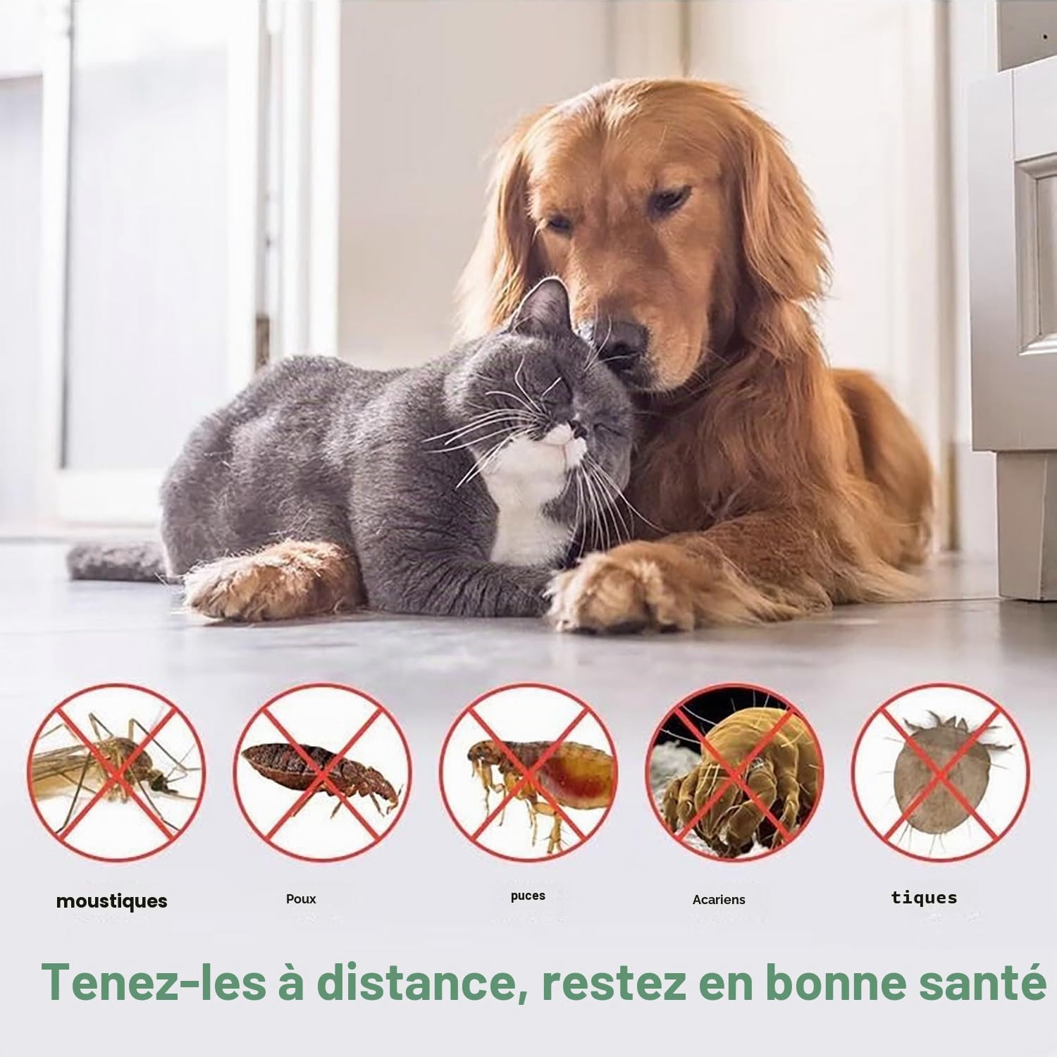 Colliers insecticides pour chats repoussent efficacement les puces, les tiques, les acariens, les moustiques et plus encore, design léger et imperméable, protection jusqu'à 24 mois, lot de 3