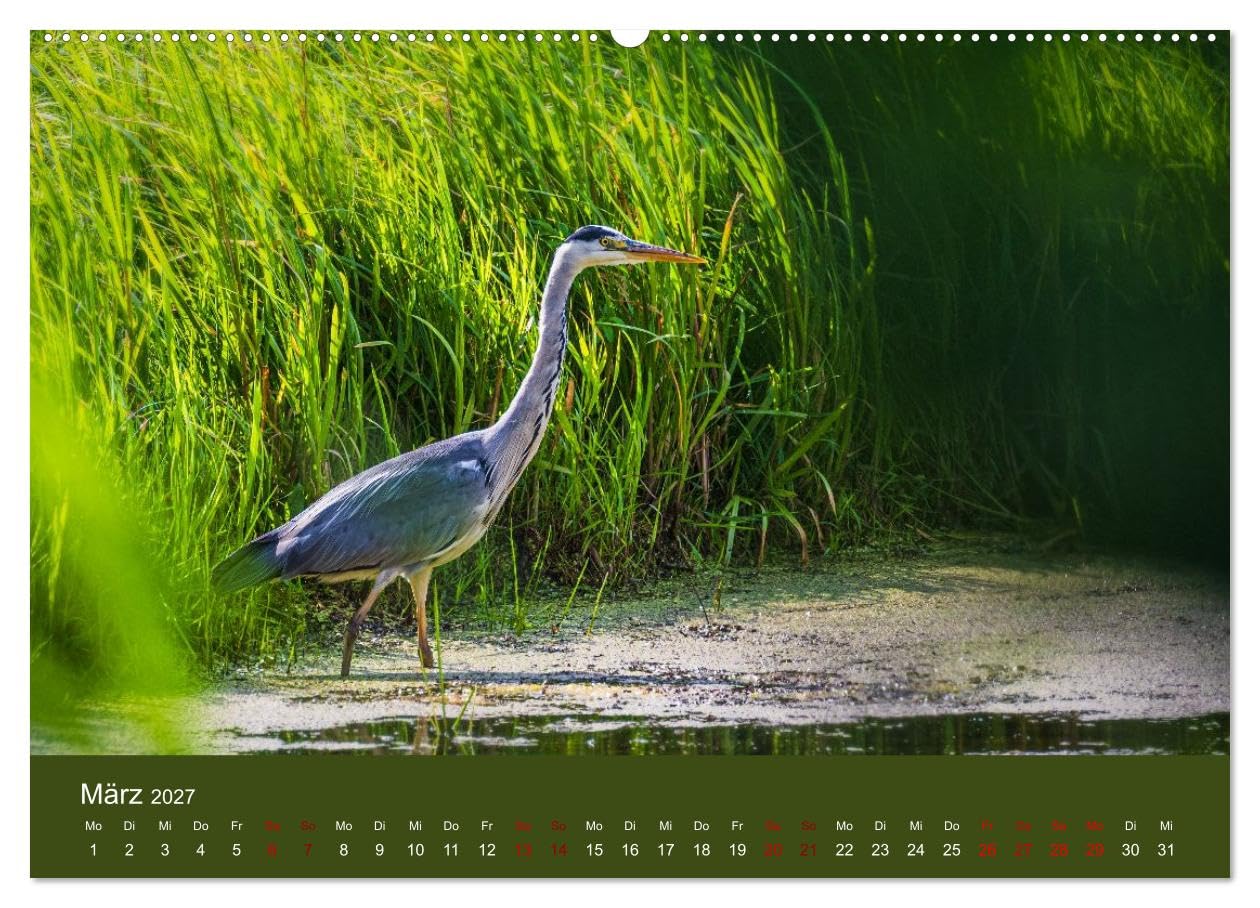 CALVENDO · Reiher in der Elbmarsch (Kalender 2027) | DIN A2 Querformat · Wandkalender · Naturparadies Elbmarsch