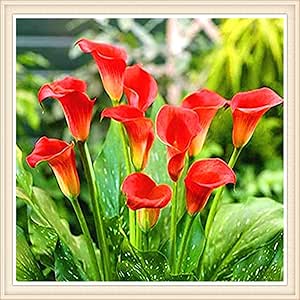 Allium Globemaster Zwiebeln - Winterharte Stauden, 6 Stück