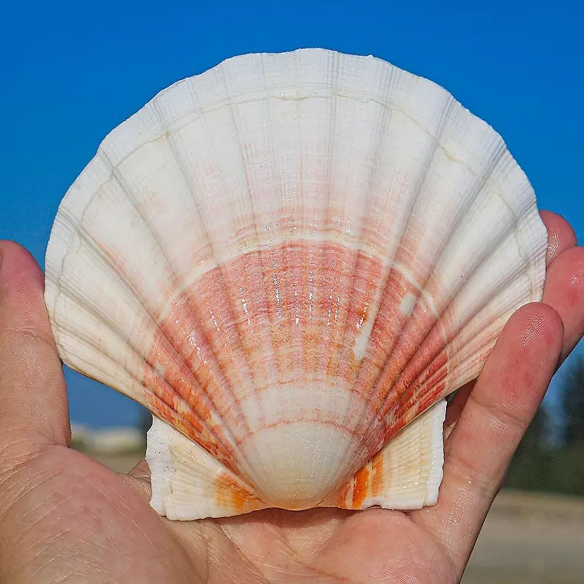 Grandi Conchiglie Marine, Conchiglia Naturale, 9-10 cm for Decorazioni for Matrimoni, Tema Spiaggia, Feste, Decorazioni for la casa, Acquario, paesaggistica, 9 cm(10cm)