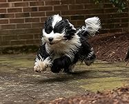 Review Image by I. Band