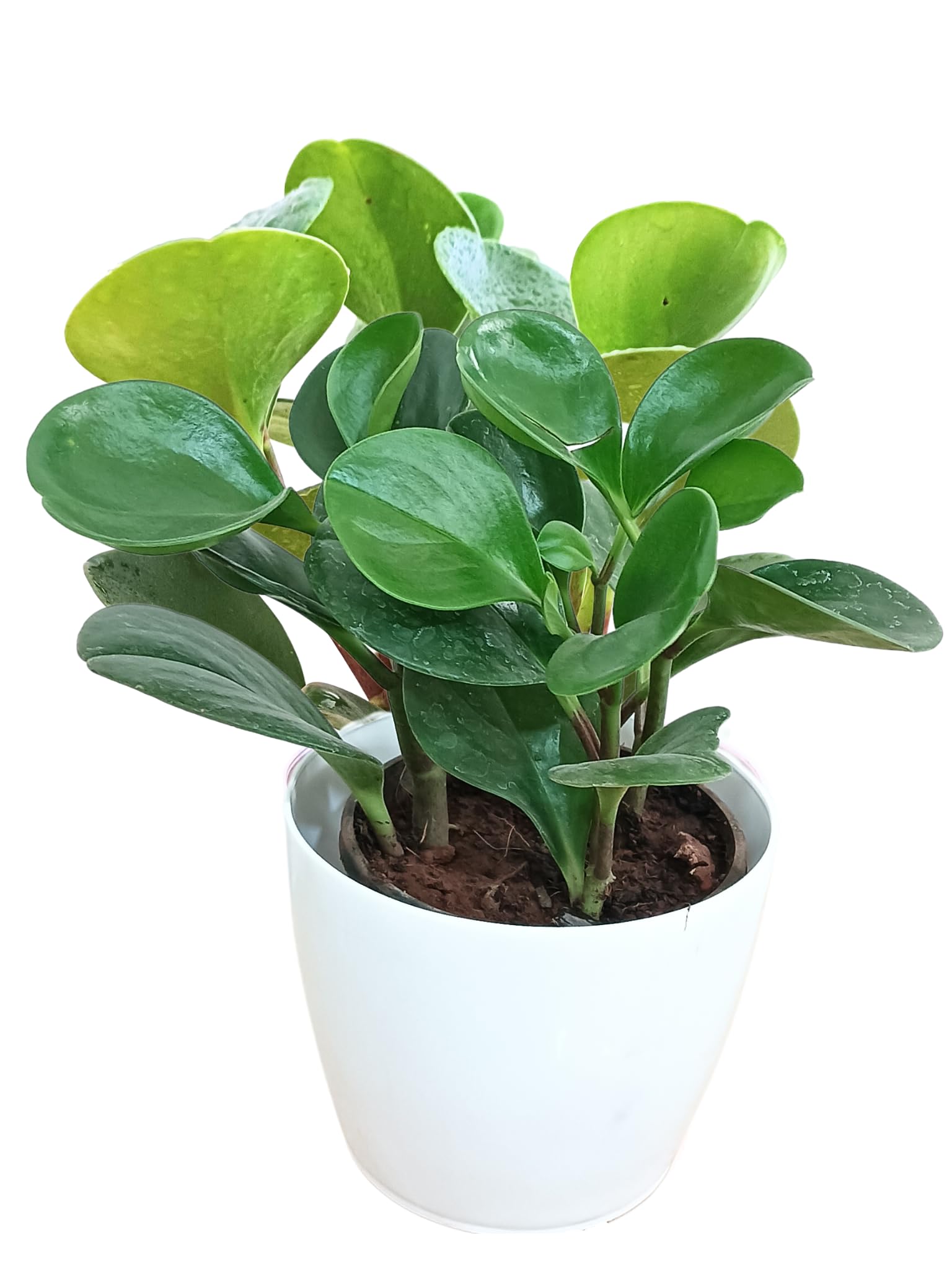 Sugram Plants Self Watering Peperomia Green Live Plant in Pot, Indoor Live Plant, Table Top & Home Decor, indoor plants for living room (B0D4VFPJDX) Amazon Price History, Amazon Price Tracker