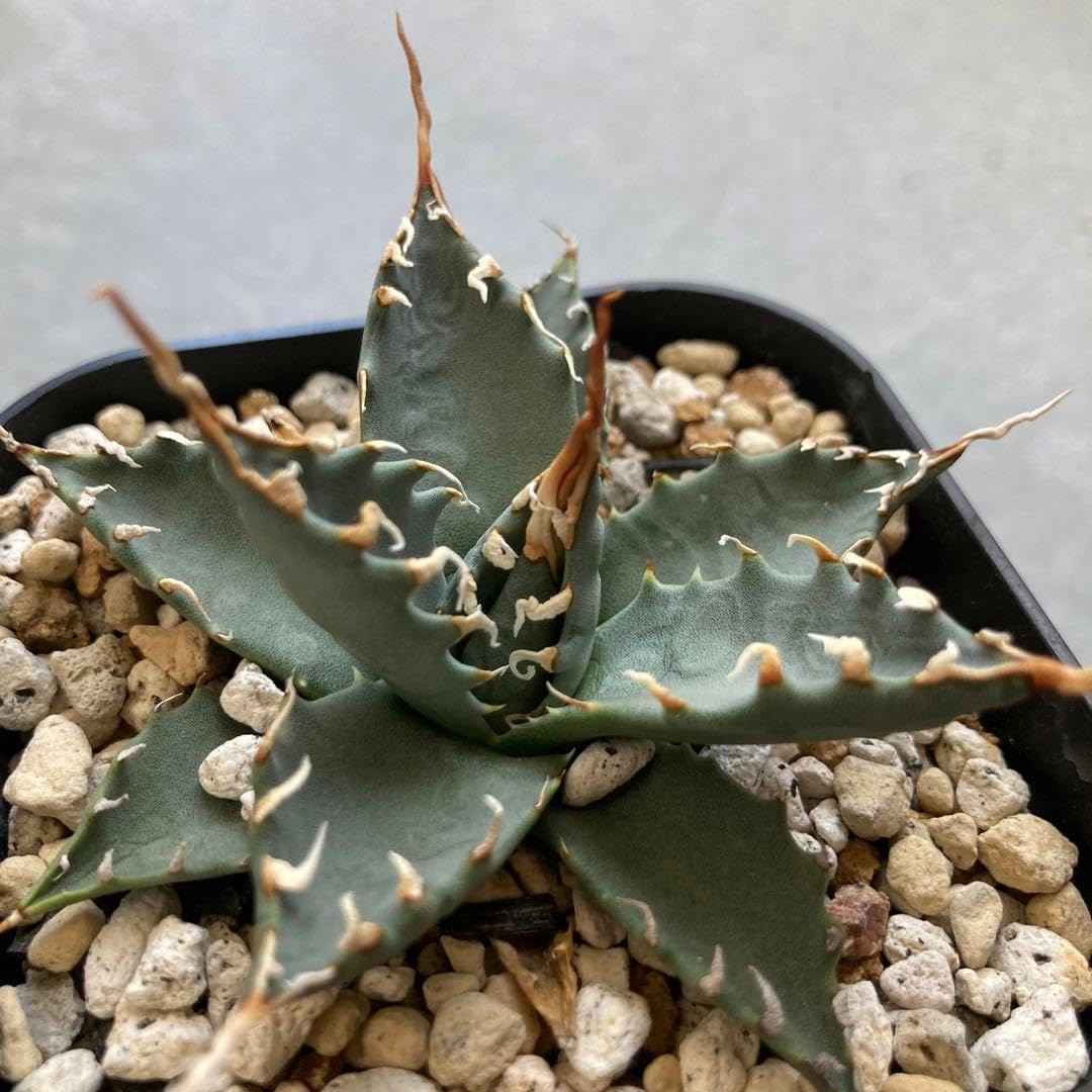 オペルクリカリア パキプス 実生4年 鉢ごと発送 実生4年目】オペルクリ