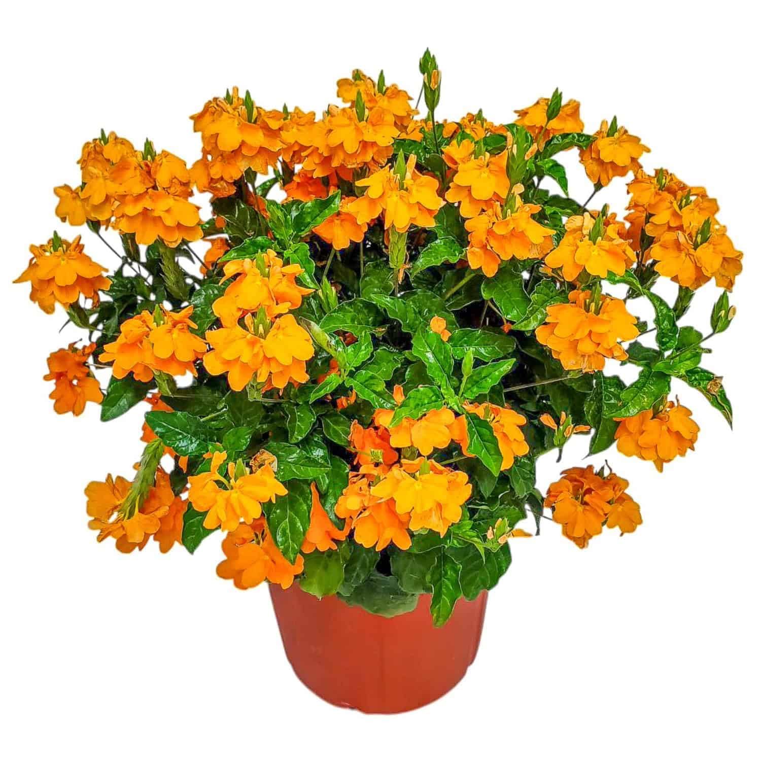 Amazon.com : Crossandra Flower Plant Live - Orange Marmalade - 3