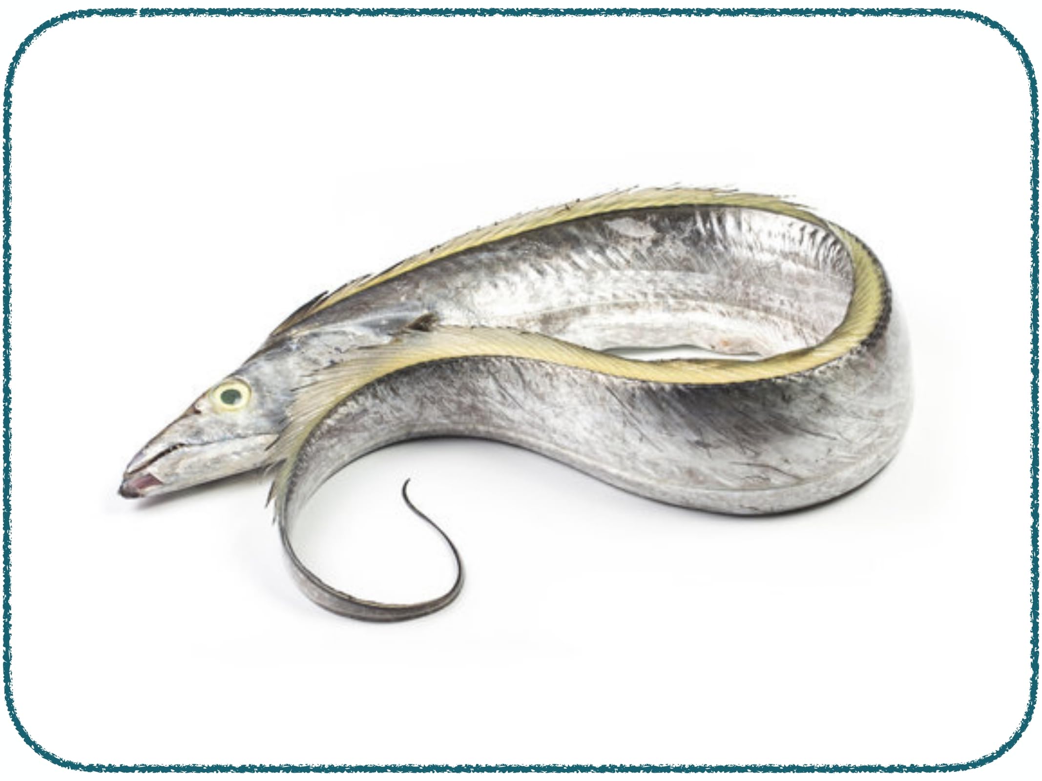 Lemurian's Rameswaram Special Sun Dried Premium White Ribbon Fish | சாவாலை - 400g