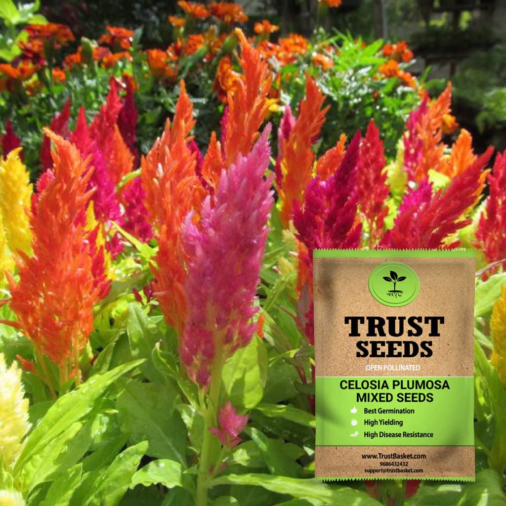 TrustBasket Premium Flower Celosia Plumosa Mixed Seeds (Open pollinated) | Sow and Grow Fresh Healthy Seed in Your Garden Perfect for Home & Terrace Gardening High Germination Seeds (B071F72LWN) Amazon Price History, Amazon Price Tracker