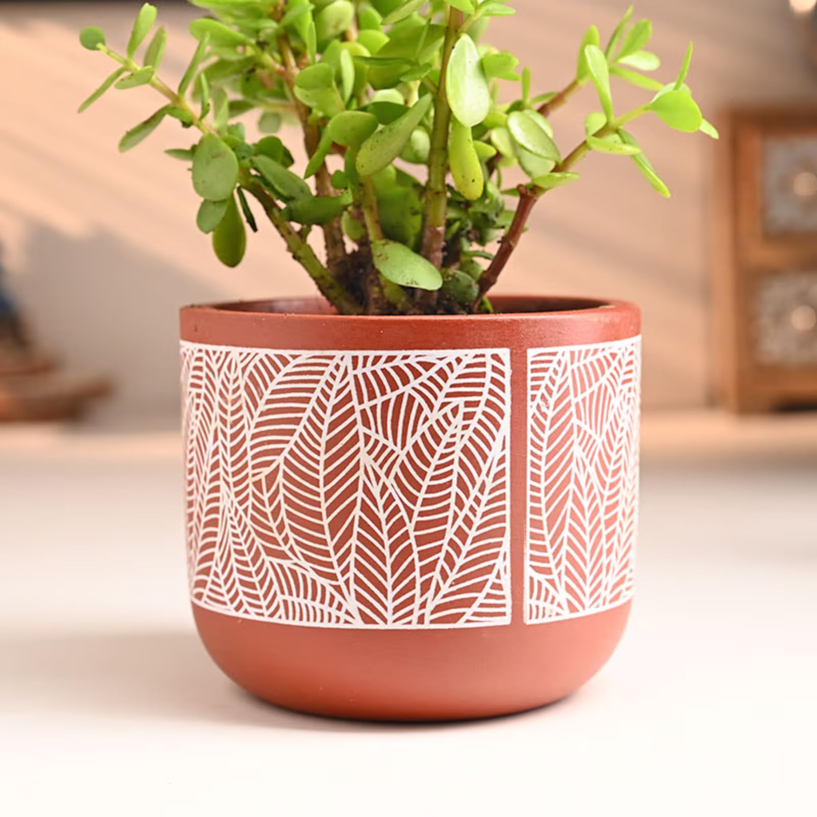 FlowerAura Live Indoor Jade Plant In Natural Terracotta (Mitti) Pot For Gifting, Living Room, Balcony, Table Decor, Office & Home Decor | Air-Purifying Indoor Greenery (Same Day Delivery) 1