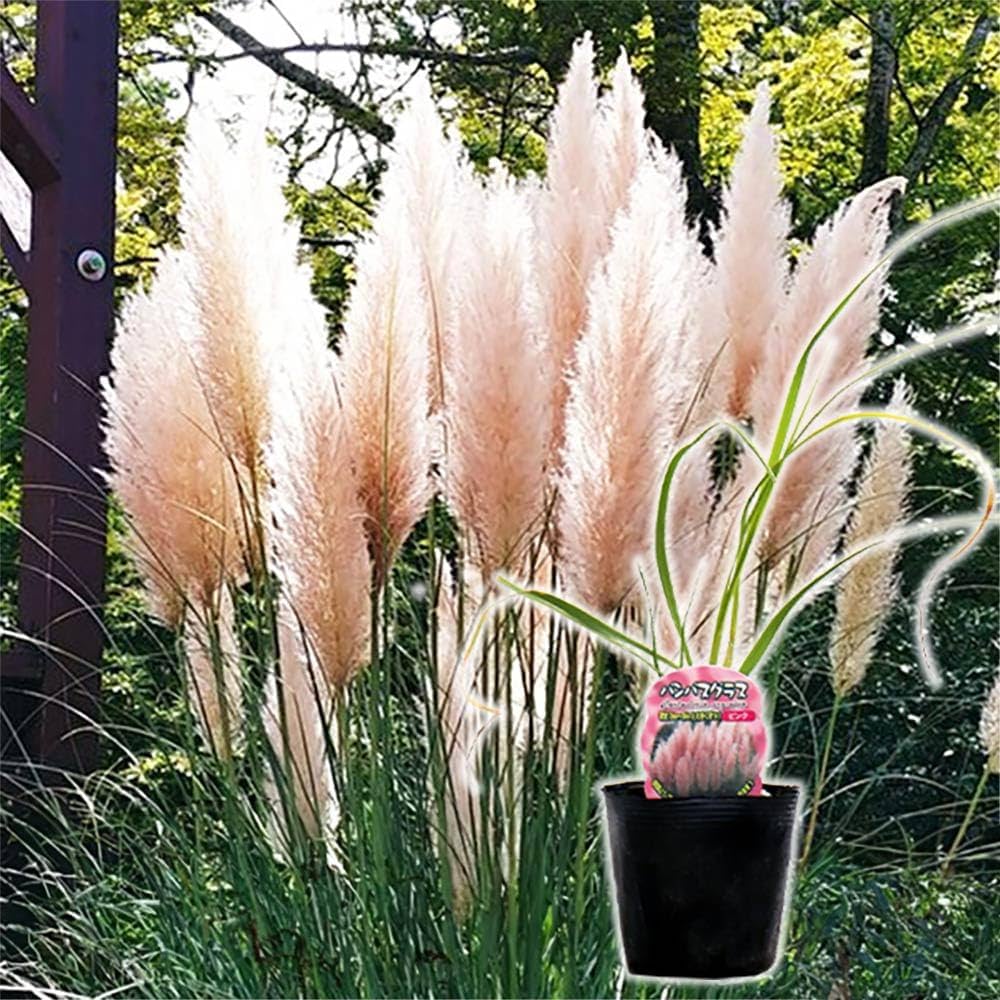 Amazon.co.jp: パンパスグラスピンクフェザー（ピンク花）10.5cmポット