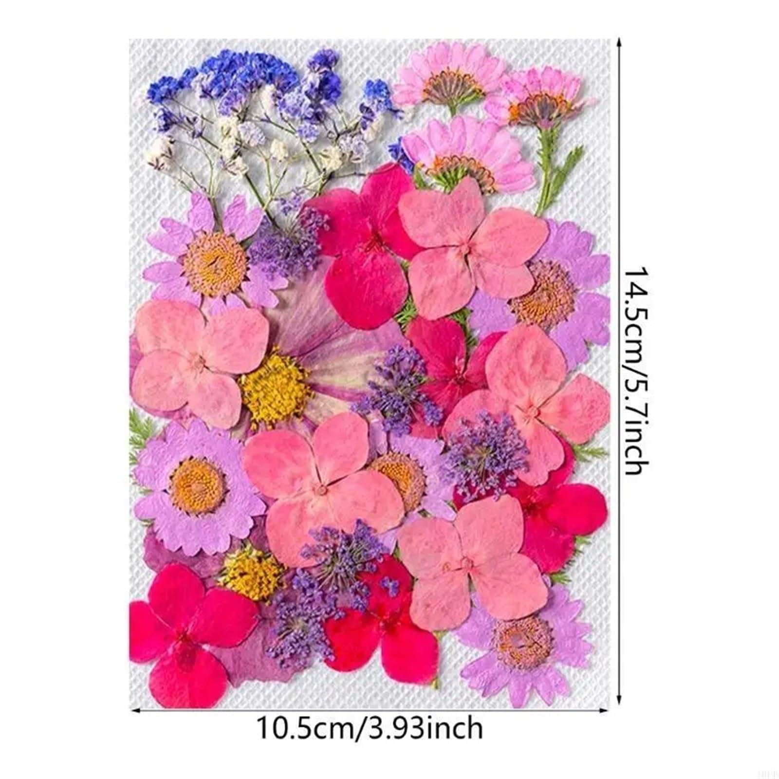 Gepresste Blumen Wunderschöne gepresste Trockenblume