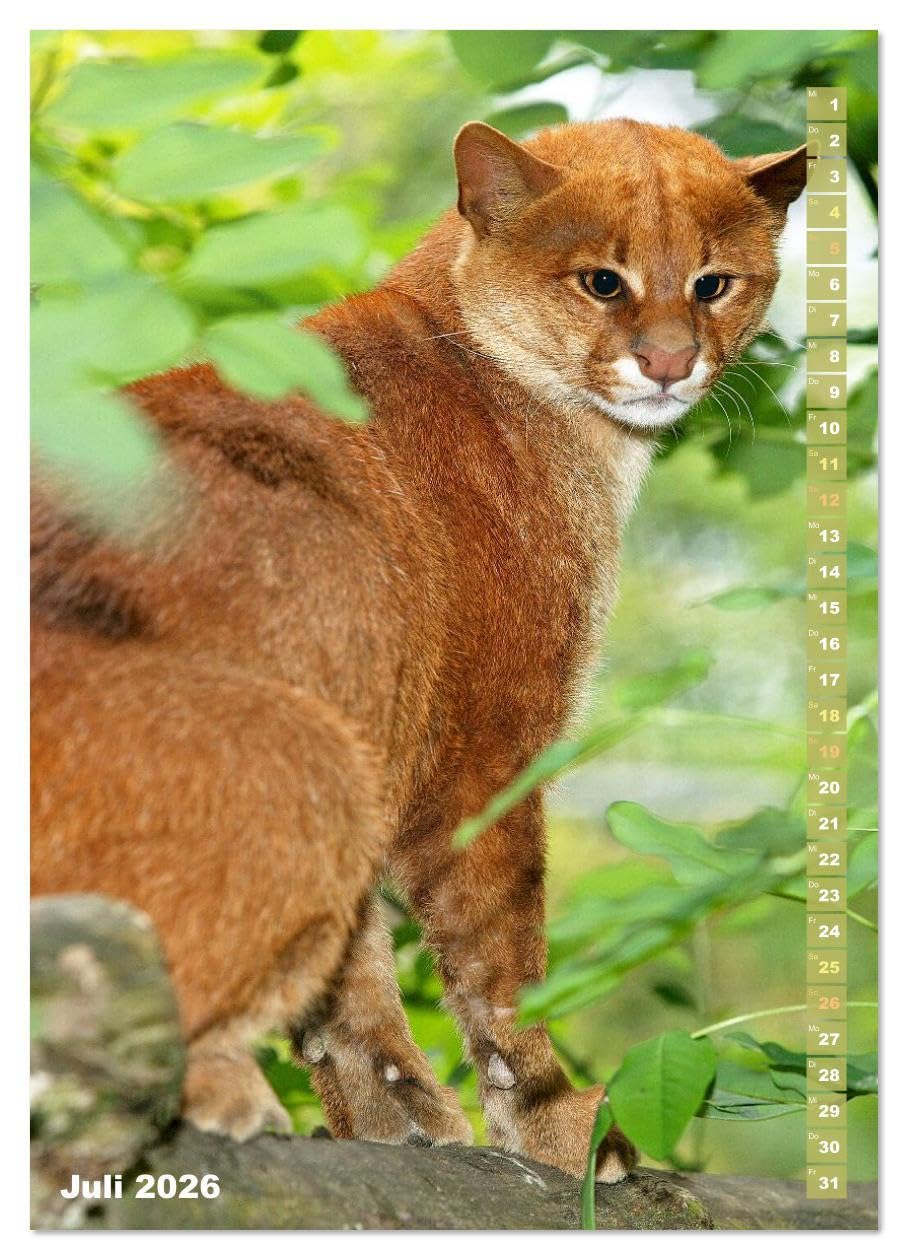 Raubkatzen: Die Jäger auf leisen Pfoten (hochwertiger Premium Wandkalender 2026 DIN A2 hoch), Kunstdruck in Hochglanz: Sprungkraft, Eleganz und Schönheit: Jaguar, Löwe und Tiger (CALVENDO Tiere)