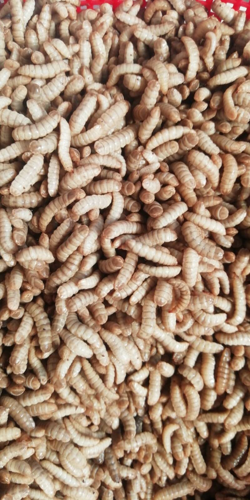 Milli BSF Live Larvae Food for Adult Aquarium Fishes with High Protein - 500 Fresh Larvae (Pack of 1) (B0B7KBBBRP) Amazon Price History, Amazon Price Tracker