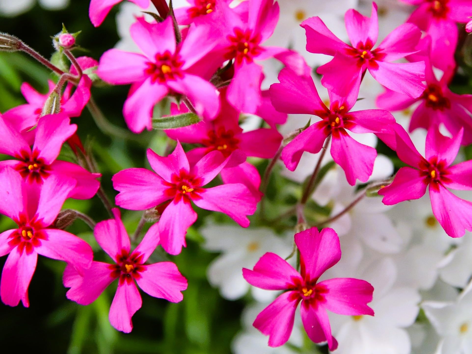 Amazon.com : Greenwood Nursery: Live Ground-Cover Plants - Red