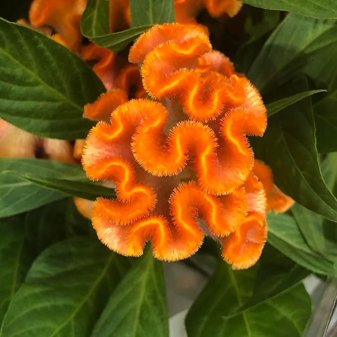 Amazon.com : 30+ Orange Colored Cockscomb / Celosia Flower Seeds ...