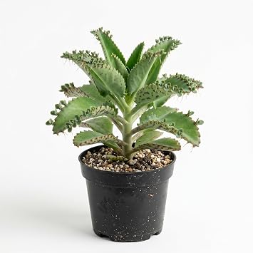 Mother of Thousands Plant,Mother of Million Succulent Plants Green Kalanchoe Succulent Plant 4" Pot