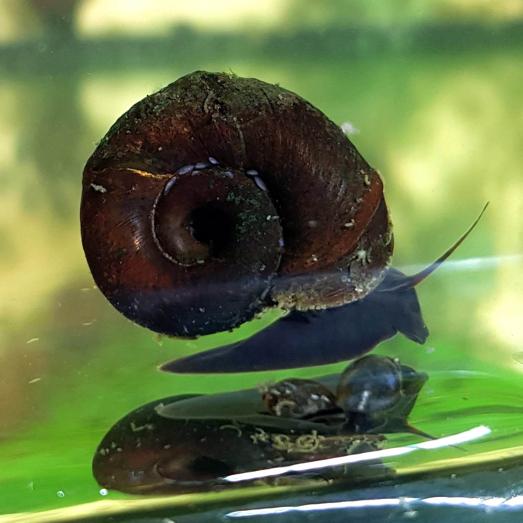 2x Great Ramshorn Snail Aquarium (Planorbarius Corneus)