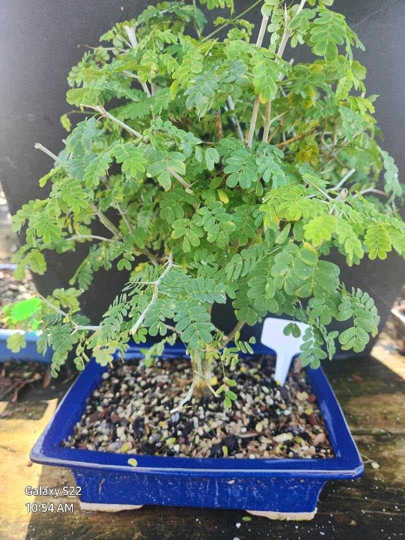 Bonsai Brazilian Raintree Tree
