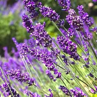 MOKALALA 500 Pcs English Lavender Seeds(Lavandula angustifolia), Plant Fresh Garden Seeds Heirloom | Non-GMO | Perennial S...